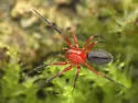 Walckenaeria auranticeps - photo 5