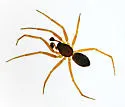 Walckenaeria carolina