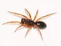 Walckenaeria castanea