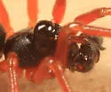 Walckenaeria castanea - photo 2