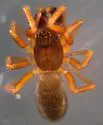 Walckenaeria castanea - photo 3