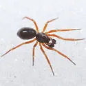 Walckenaeria castanea - photo 4