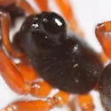 Walckenaeria castanea - photo 5