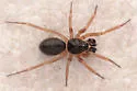 Walckenaeria columbia