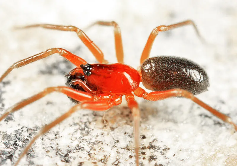 Walckenaeria communis - photo 2