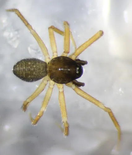 Walckenaeria digitata