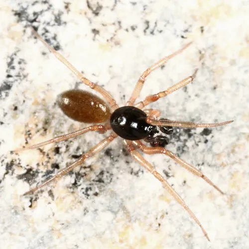 Walckenaeria directa - Walckenaeria directa