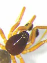 Walckenaeria dondalei - photo 2