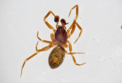 Walckenaeria dysderoides