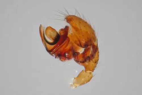 Walckenaeria dysderoides - photo 2