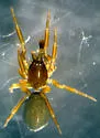 Walckenaeria exigua
