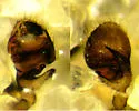 Walckenaeria exigua - photo 2