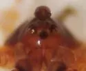 Walckenaeria occidentalis