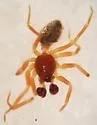 Walckenaeria occidentalis - photo 4