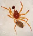 Walckenaeria occidentalis - photo 5