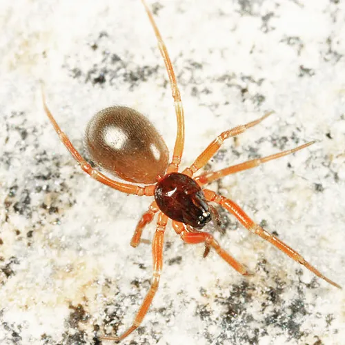 Walckenaeria pallida