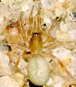 Walckenaeria palustris