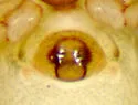 Walckenaeria palustris - photo 2