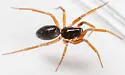 Walckenaeria subdirecta - photo 2