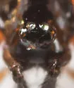 Walckenaeria subdirecta - photo 4