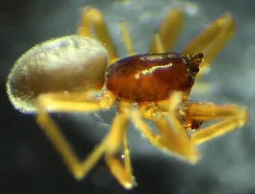 Walckenaeria tibialis - photo 2
