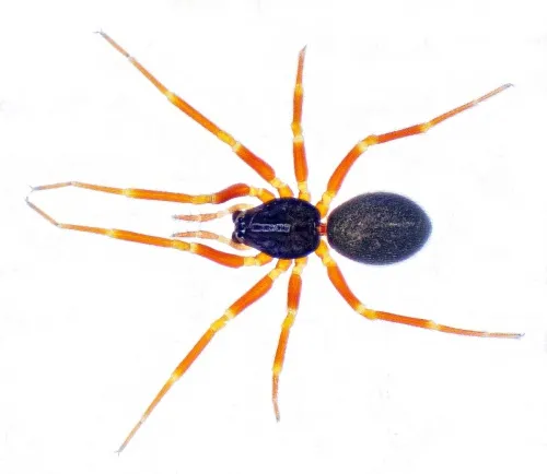 Walckenaeria unicornis
