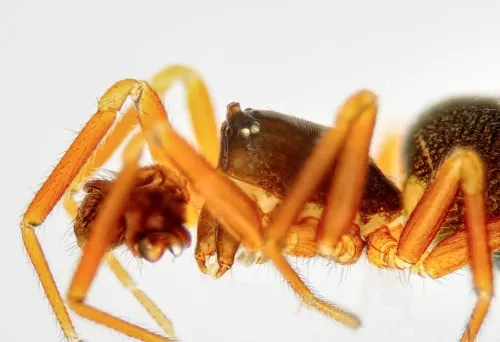 Walckenaeria unicornis - photo 2