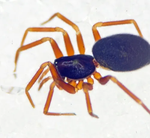 Walckenaeria unicornis - photo 3