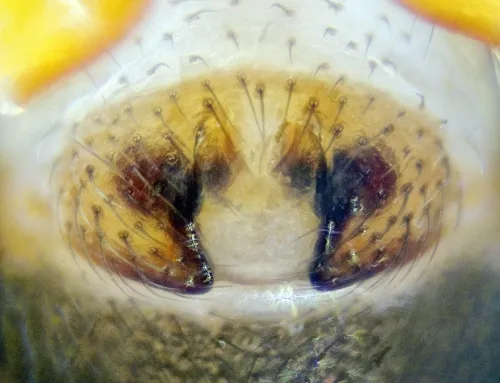 Walckenaeria unicornis - photo 4