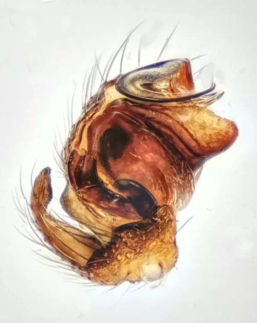 Walckenaeria unicornis - photo 5