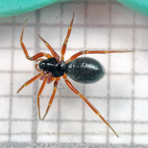 Walckenaeria unicornis - photo 6