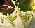 Waldheimia vitis