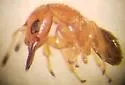 Walkerella microcarpae