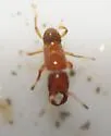 Walkerella microcarpae - photo 2