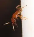 Walkerella microcarpae - photo 4