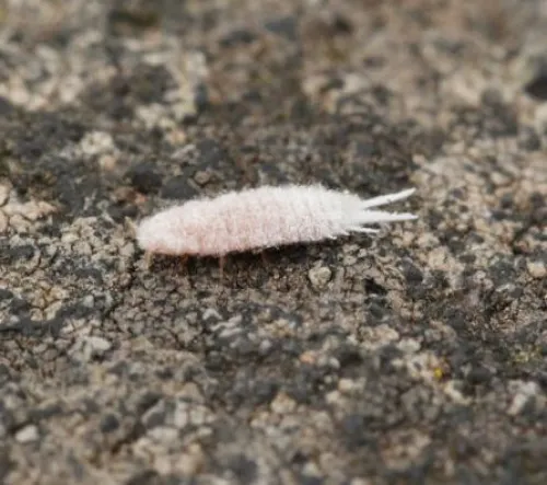 Walker's Mealybug