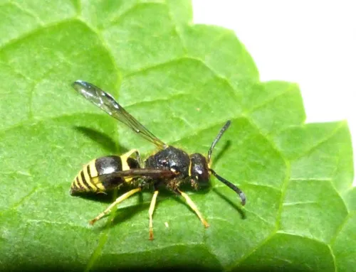 Wall Mason Wasp - Ancistrocerus parietum