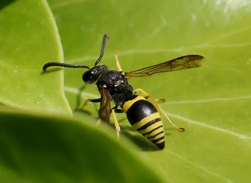 Wall Mason Wasp - photo 2
