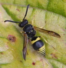 Wall Mason Wasp - photo 3