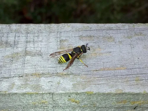 Wall Mason Wasp - photo 4