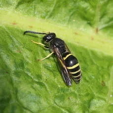 Wall Mason Wasp - photo 5