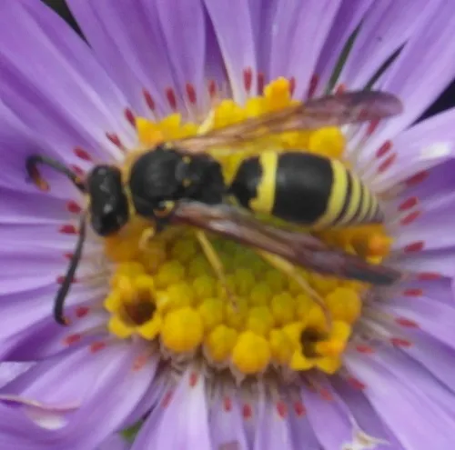 Wall Mason Wasp - photo 6