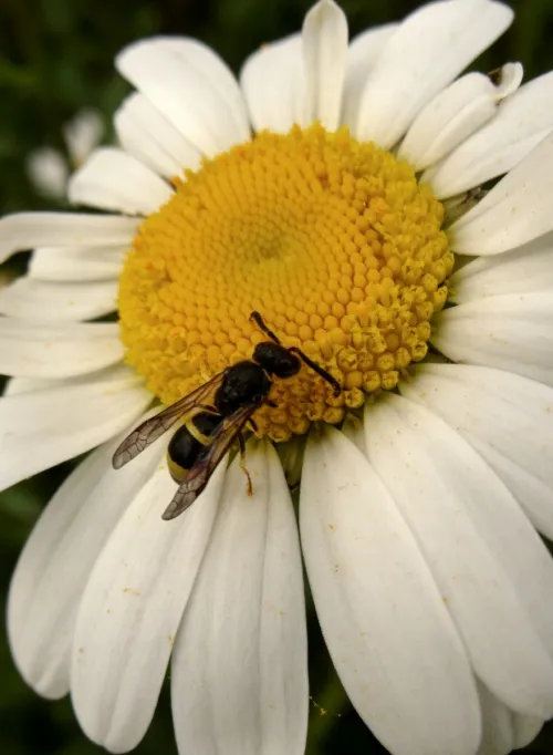 Wall Mason Wasp - photo 7
