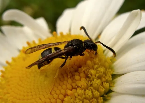Wall Mason Wasp - photo 8