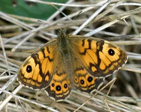 Wall - Lasiommata megera