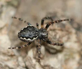 Walnut Orb Weaver