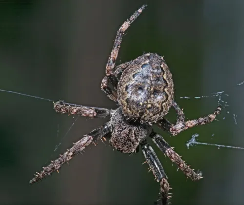 Walnut Orb Weaver - photo 2