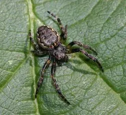 Walnut Orb Weaver - photo 3