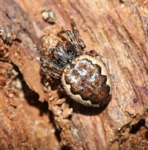 Walnut Orb Weaver - photo 4