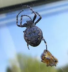 Walnut Orb Weaver - photo 5